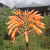 Aloe maculata All.